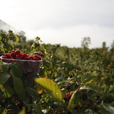 Au Millieu des fruits du Bugey