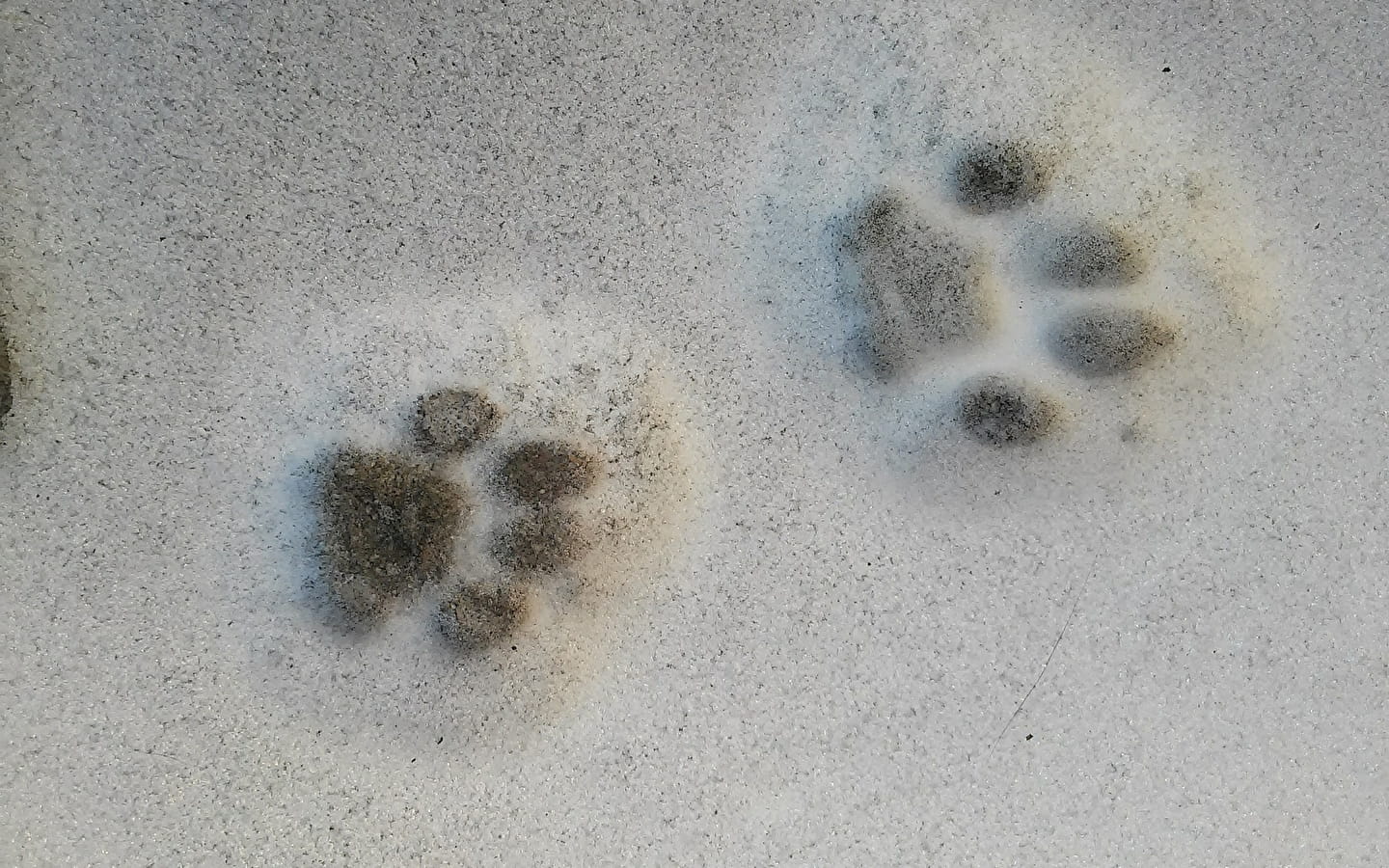 Atelier 123 nature : Traces et indices