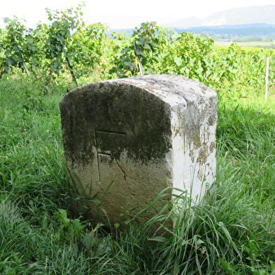 Randonnée pédestre : La Franco - Suisse, à travers les vignes