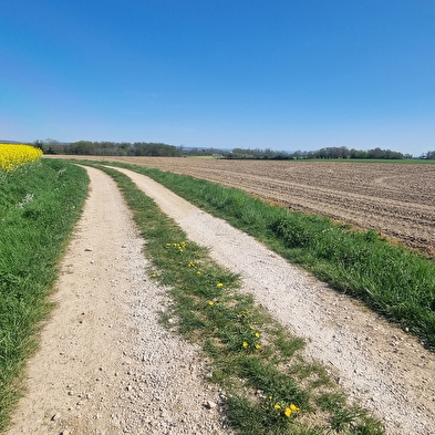Circuit VTT-VTC n°11 (bleu) - Prairie de Jayat - Chartreuse de Montmerle