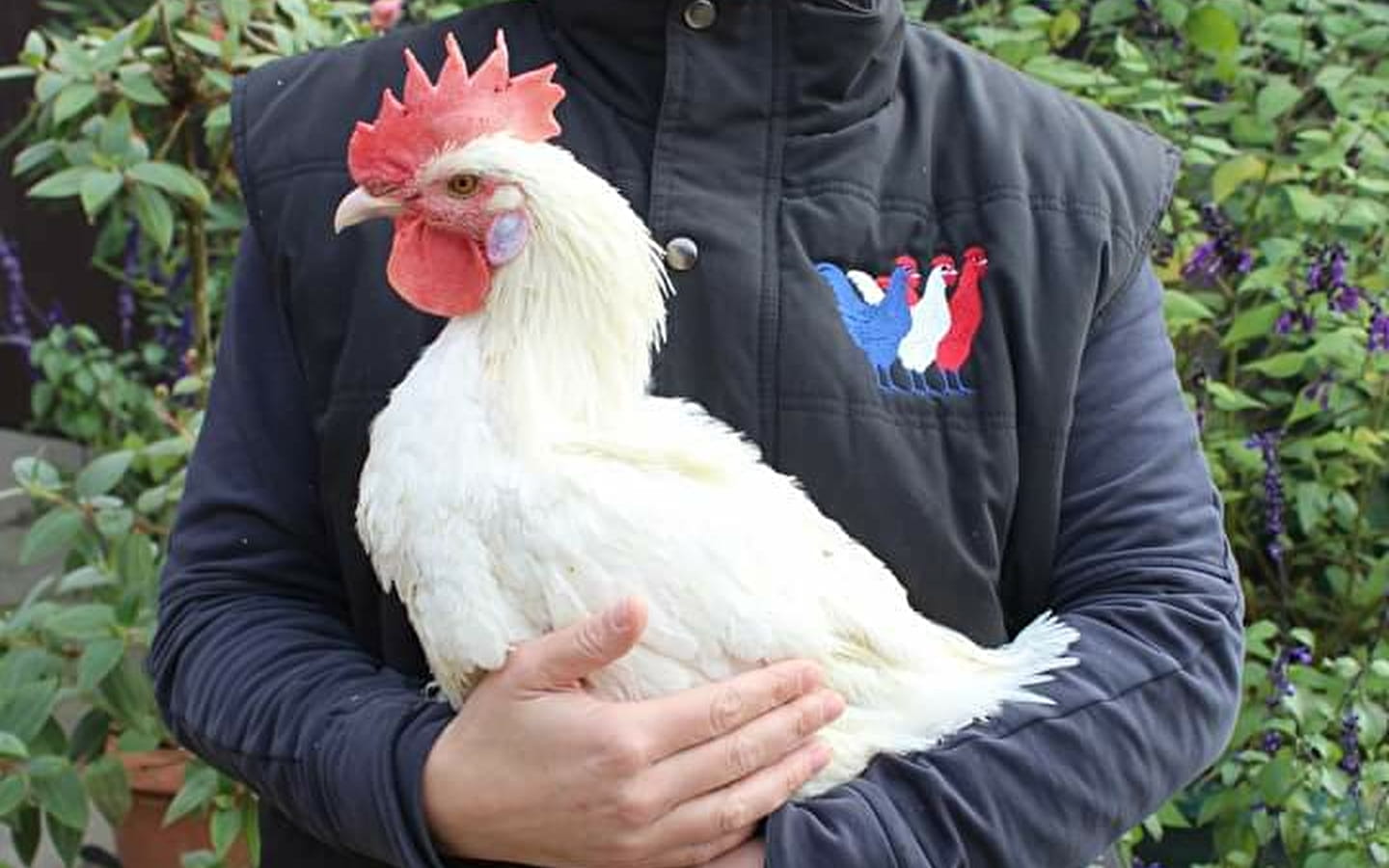 La ferme du coq bressan