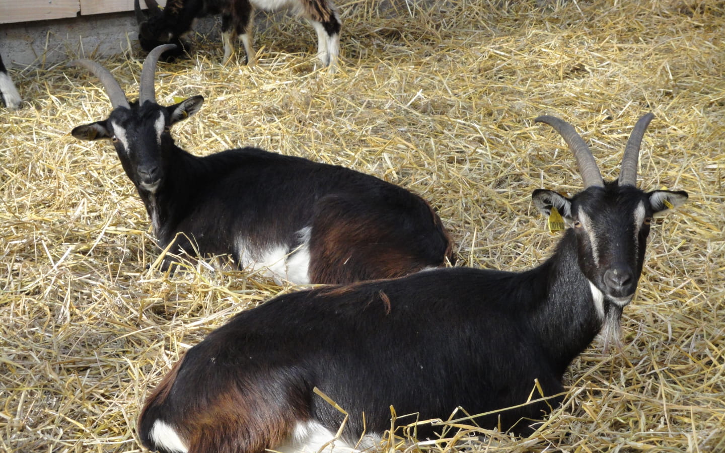 Ferme bio d'Uzelle