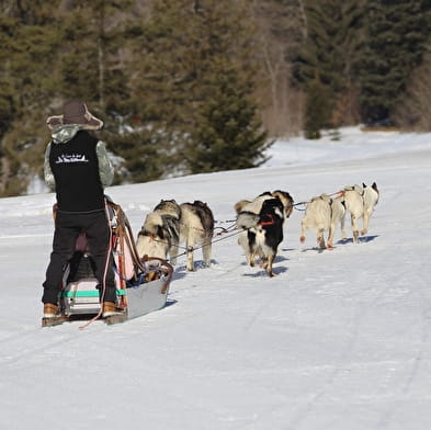Balade en chiens de traineau avec Au cœur des loups