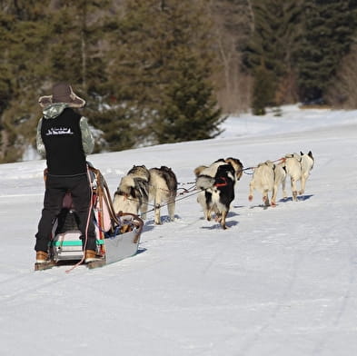 Chiens de traineau à la Praille