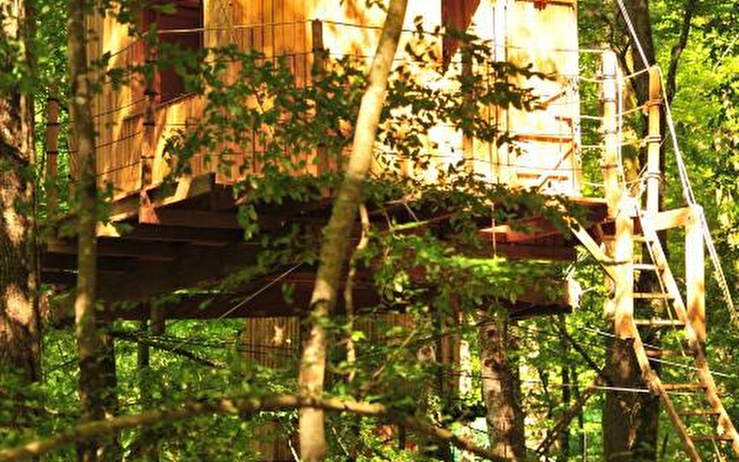 Cabanes dans les arbres