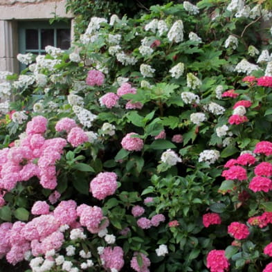 Jardins - Association les Amis du jardin et de la collection végétale 'Annabelle'