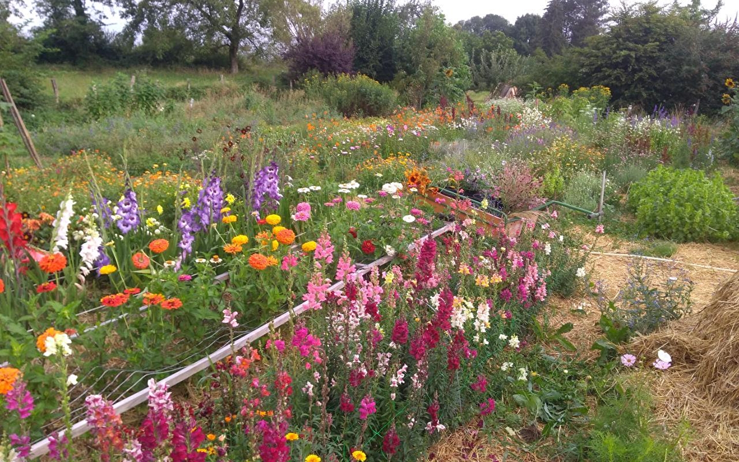 Atelier cueillette & bouquet