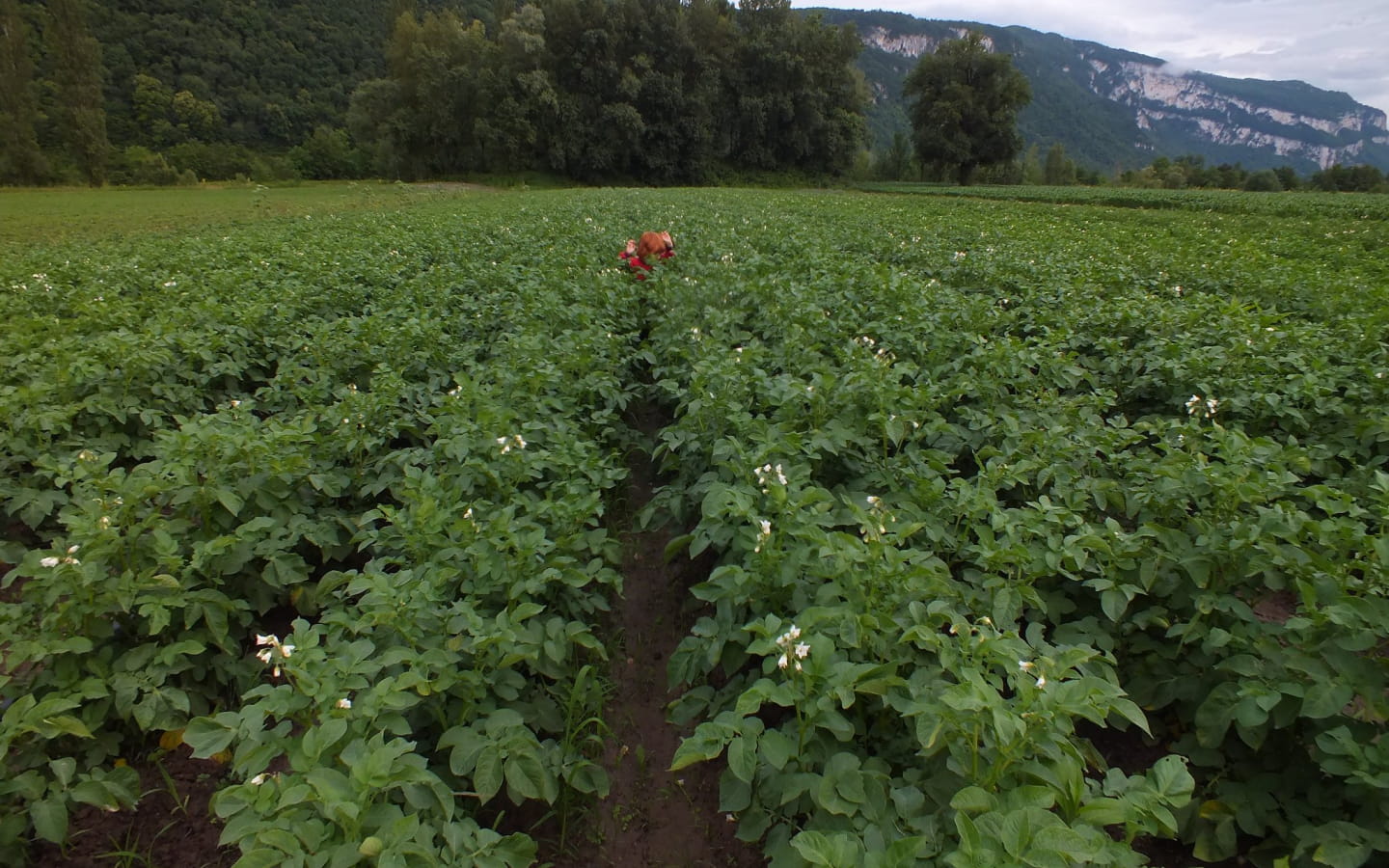Ferme maraichère et pédagogique des Flam'en vert