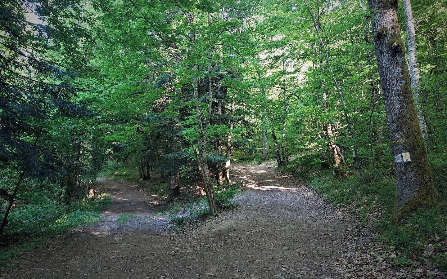 Circuit VTT 2 . La forêt de Rothonne : Le cerf