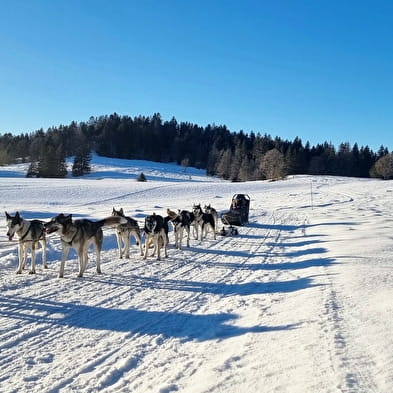 Baptême en chiens de traîneau Evasion Terre-Neige