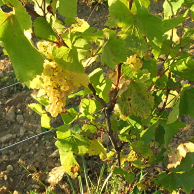 Les coteaux du Val de Sorne