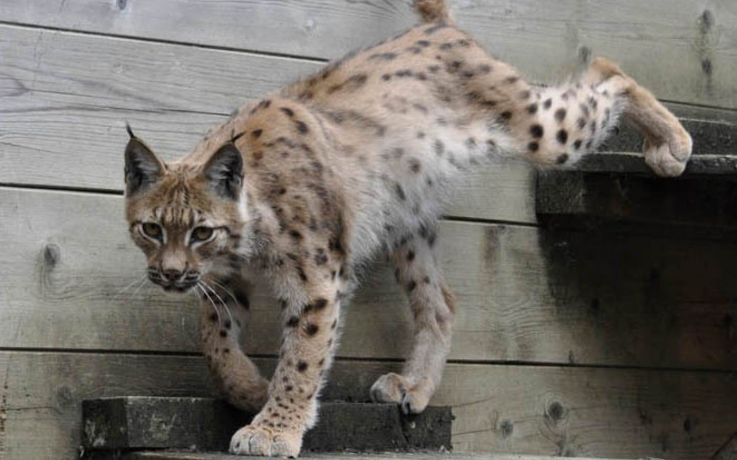 Signaler un lynx en danger