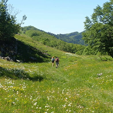 Randonnée pédestre avec Lézard des Bois