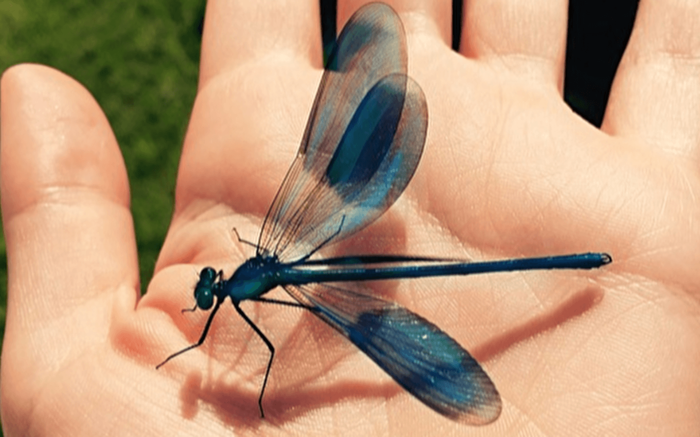 Atelier nature enfant : chasse aux libellules avec la Maison du marais