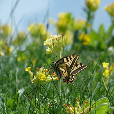 Réserve Naturelle Nationale de la Haute Chaîne du Jura