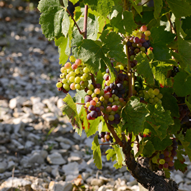 Circuit des vignes à Cerdon