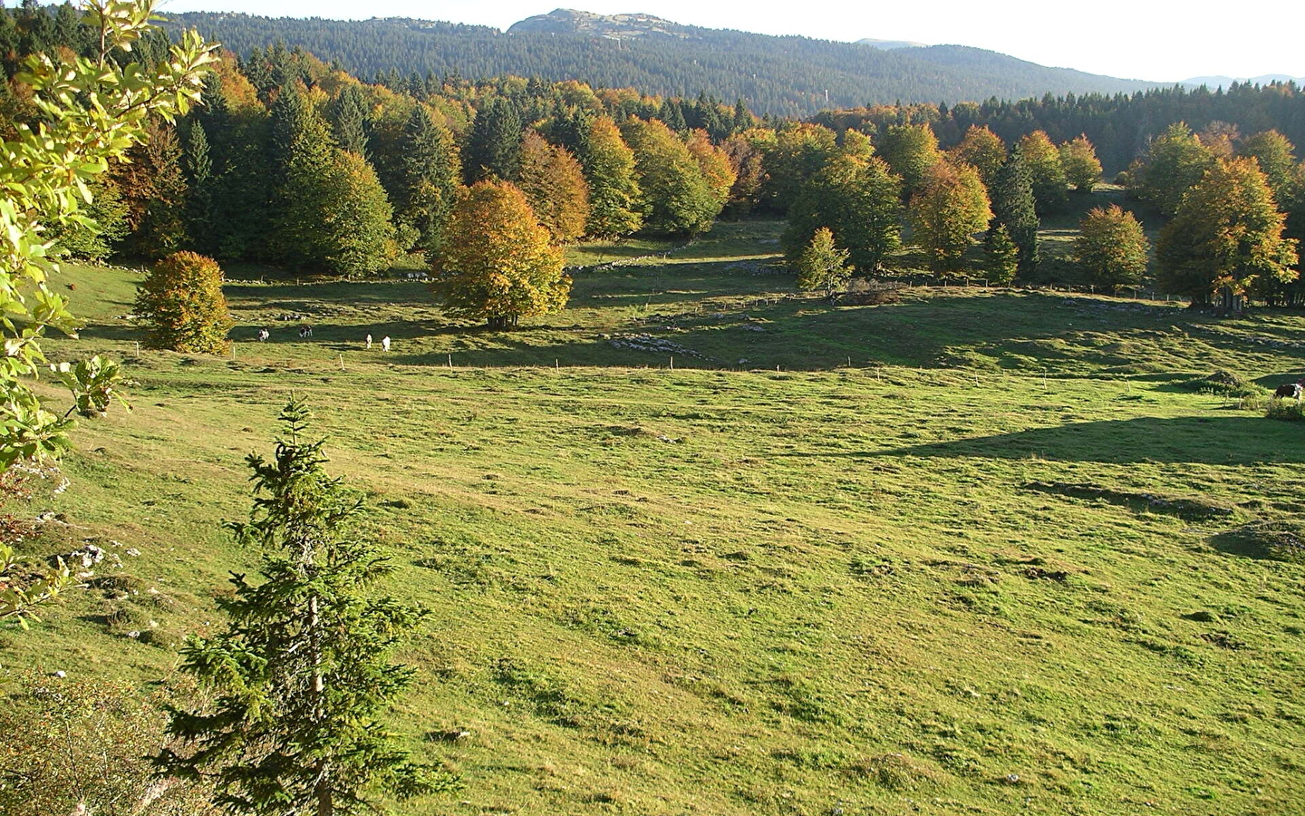 Sentier de la forêt du Massacre