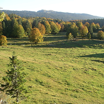 Sentier de la forêt du Massacre - LAJOUX
