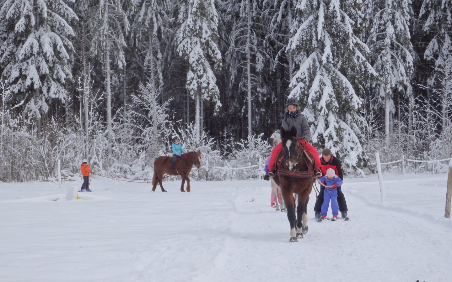 Ski Joëring et activités équestres pour tous - Ferme équestre de la Pelaisse