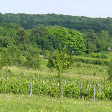 Les Vignes