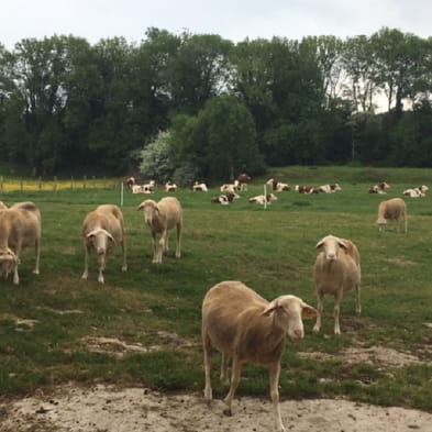 La Bergerie de Sophie