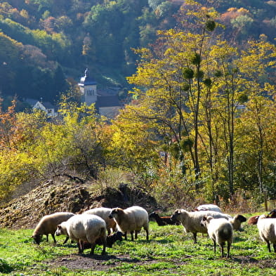 Chèvrerie du Mont Lovet - Earl