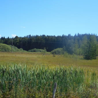Lac et tourbière de Malpas - MALPAS