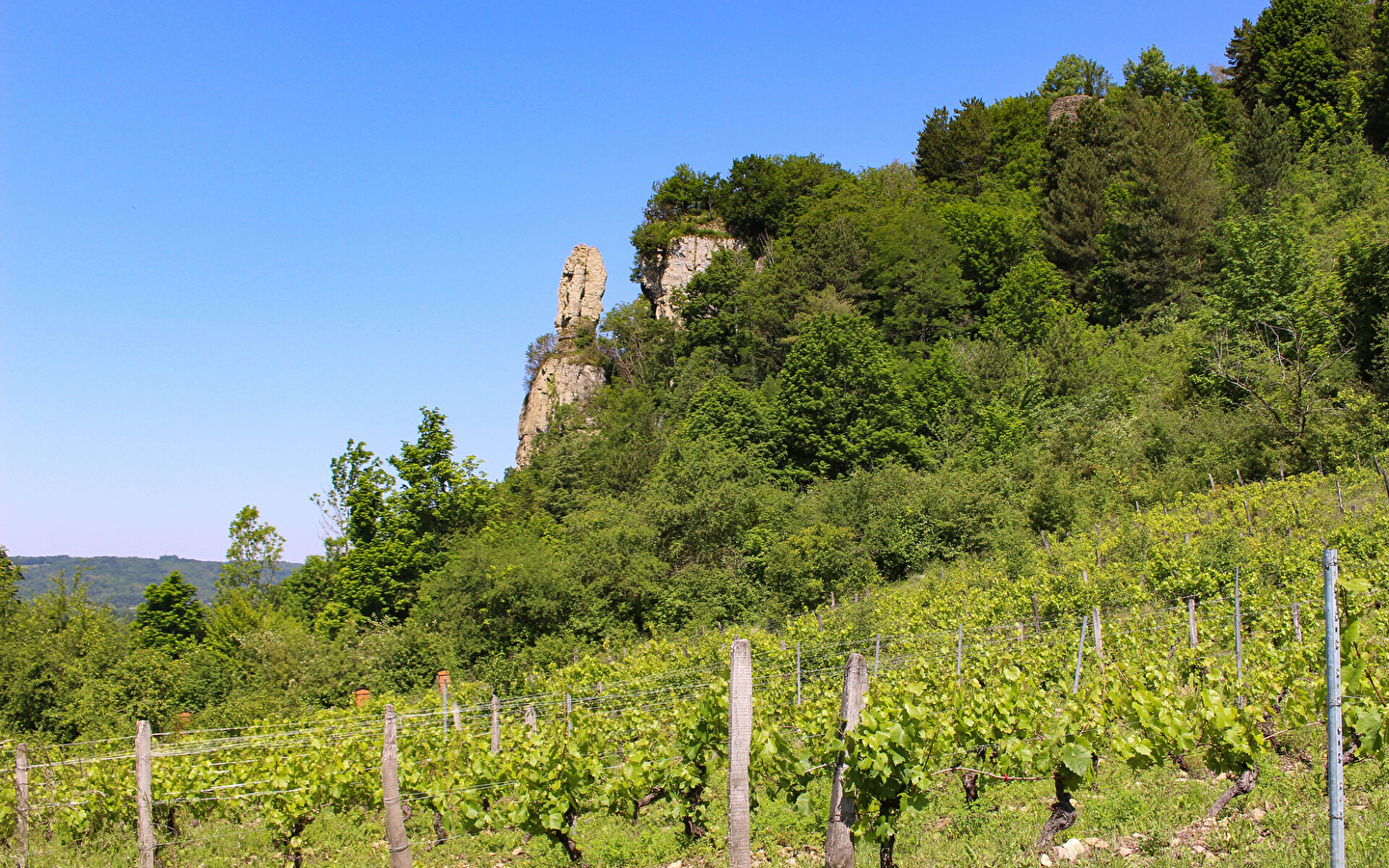 Les sens de la vigne - Vignoble Pellerin