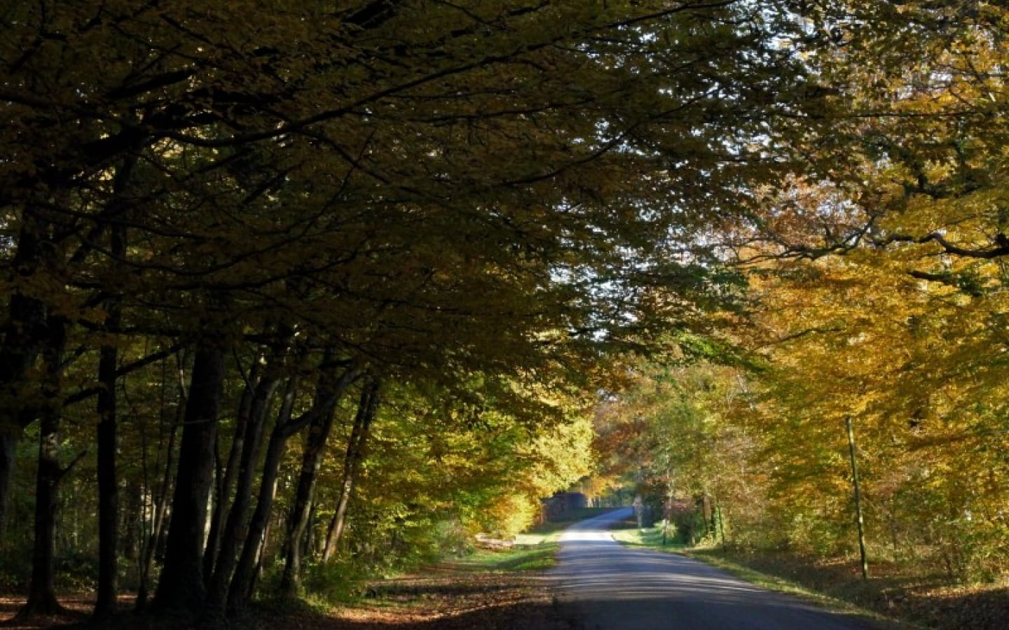 Forêt de chaux