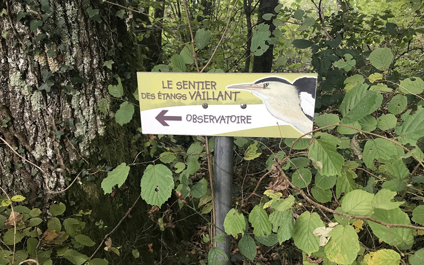 Le Sentier des étangs Vaillant, du Crêt et du Fort