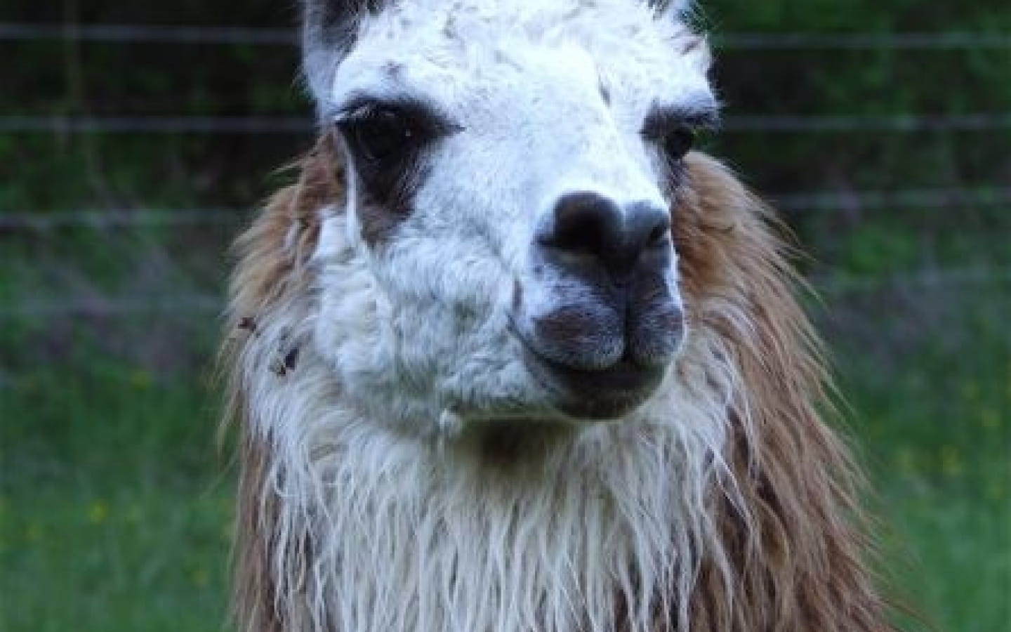 Les lamas