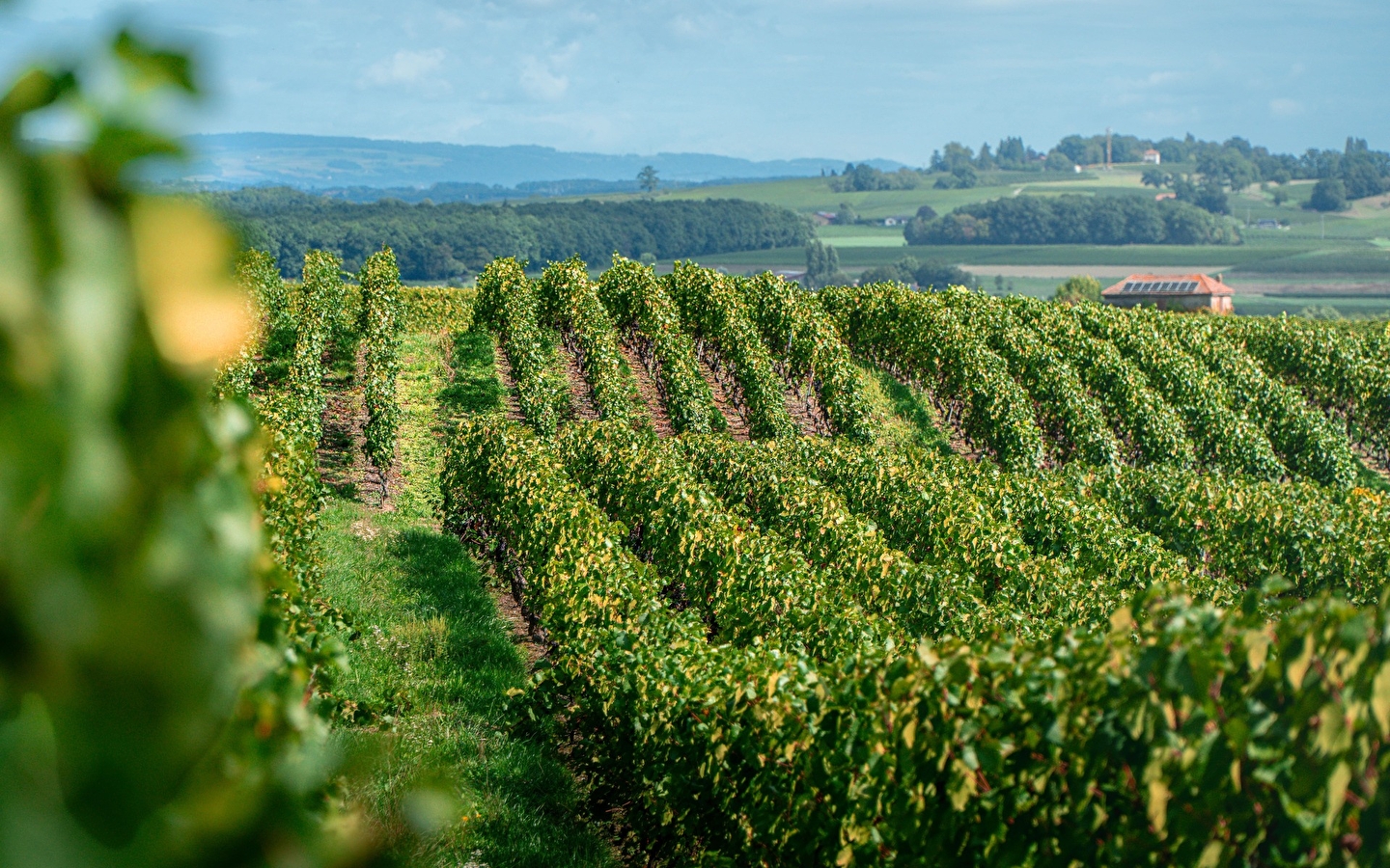 Randonnée pédestre : La Franco - Suisse, à travers les vignes