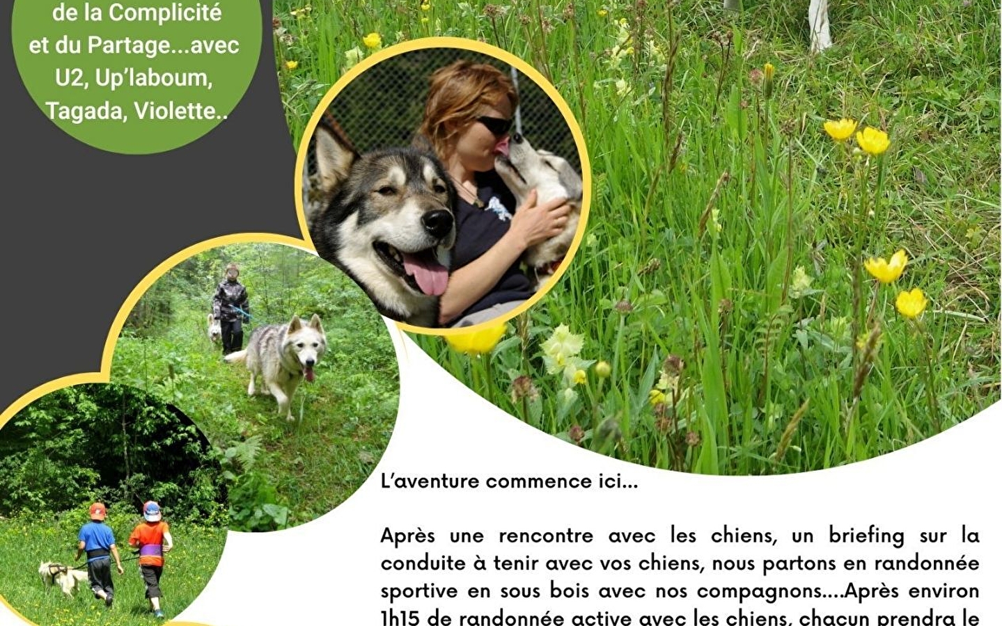 Cani rando chiens de traineaux