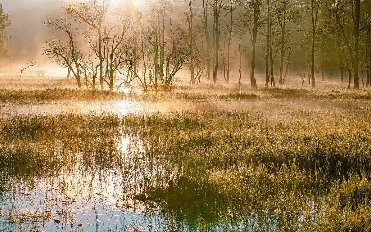 Concours photo au marais de Lavours