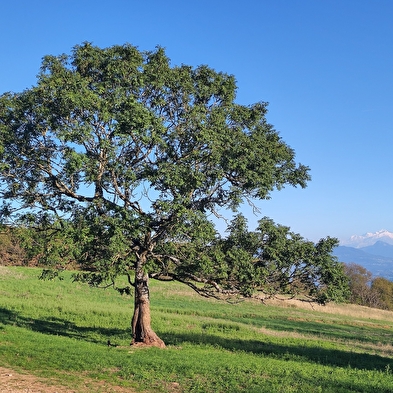 Mont Mourex
