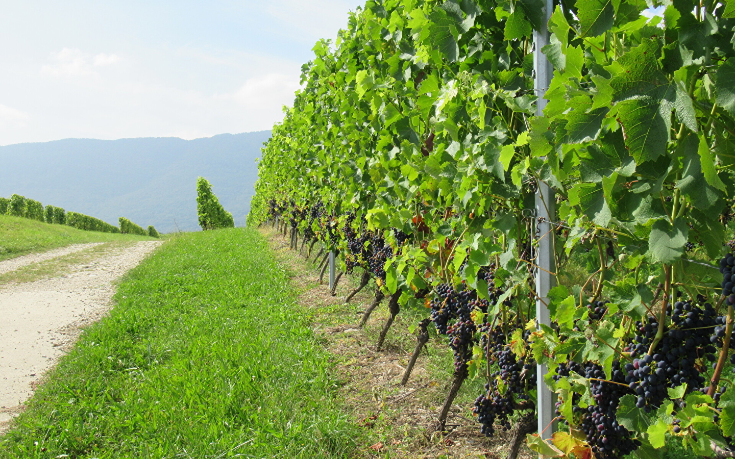 Randonnée pédestre : La Franco - Suisse, à travers les vignes