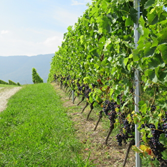 Randonnée pédestre : La Franco - Suisse, à travers les vignes - CHALLEX