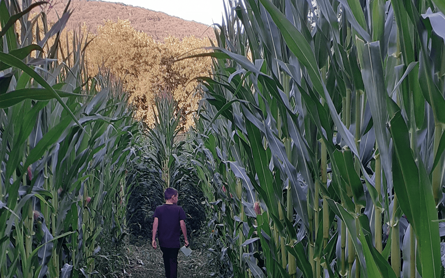 Labyrinthe végétal à la ferme du Naray