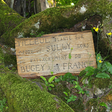 Le tilleul de Sully d'Ordonnaz : arbre remarquable