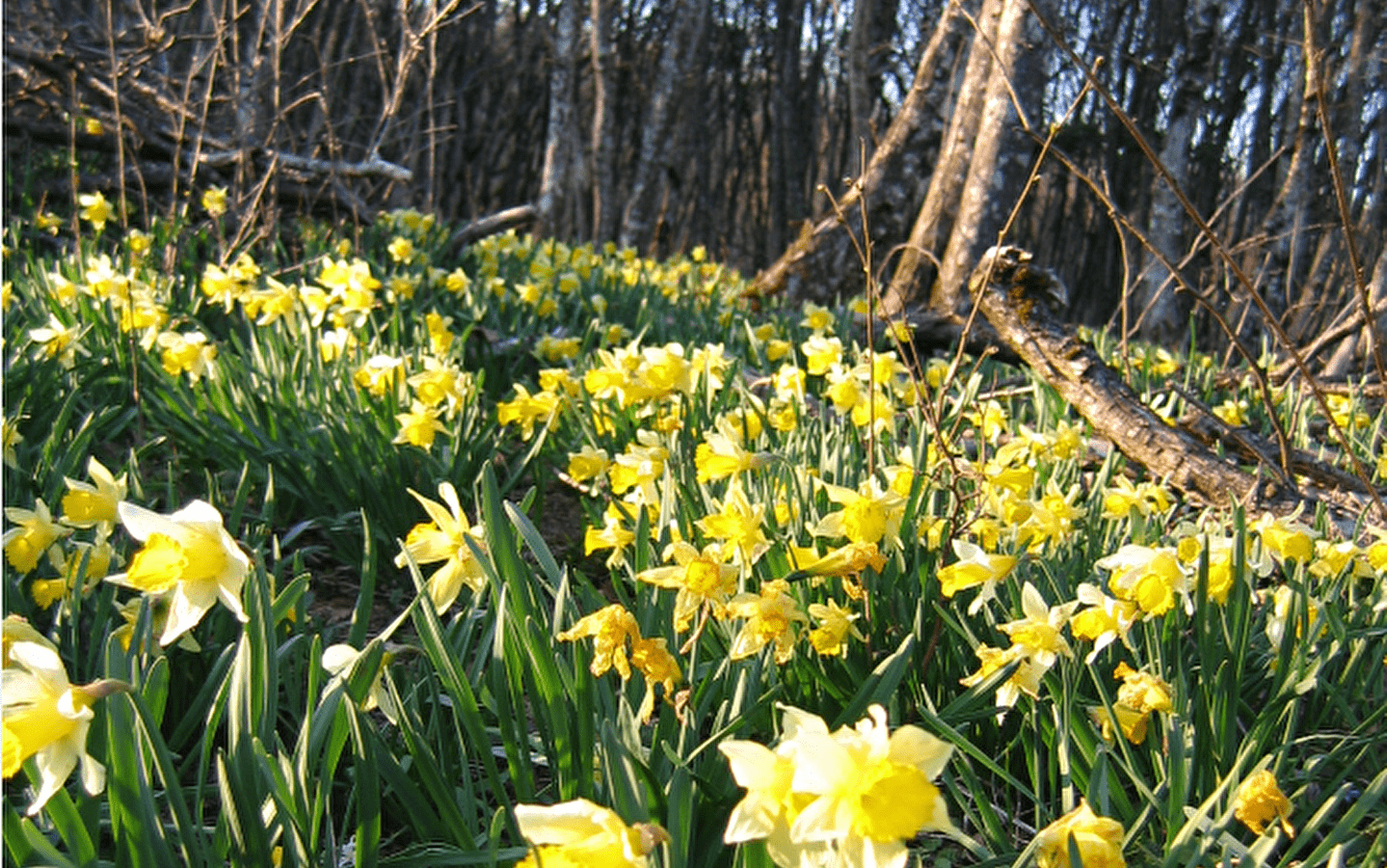 Les Jonquilles de Vergongeat