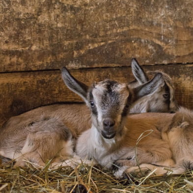 Ferme la Batailleuse