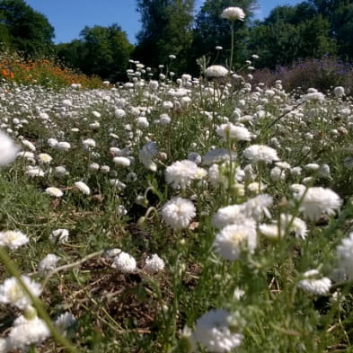 Le Soin Jardiné