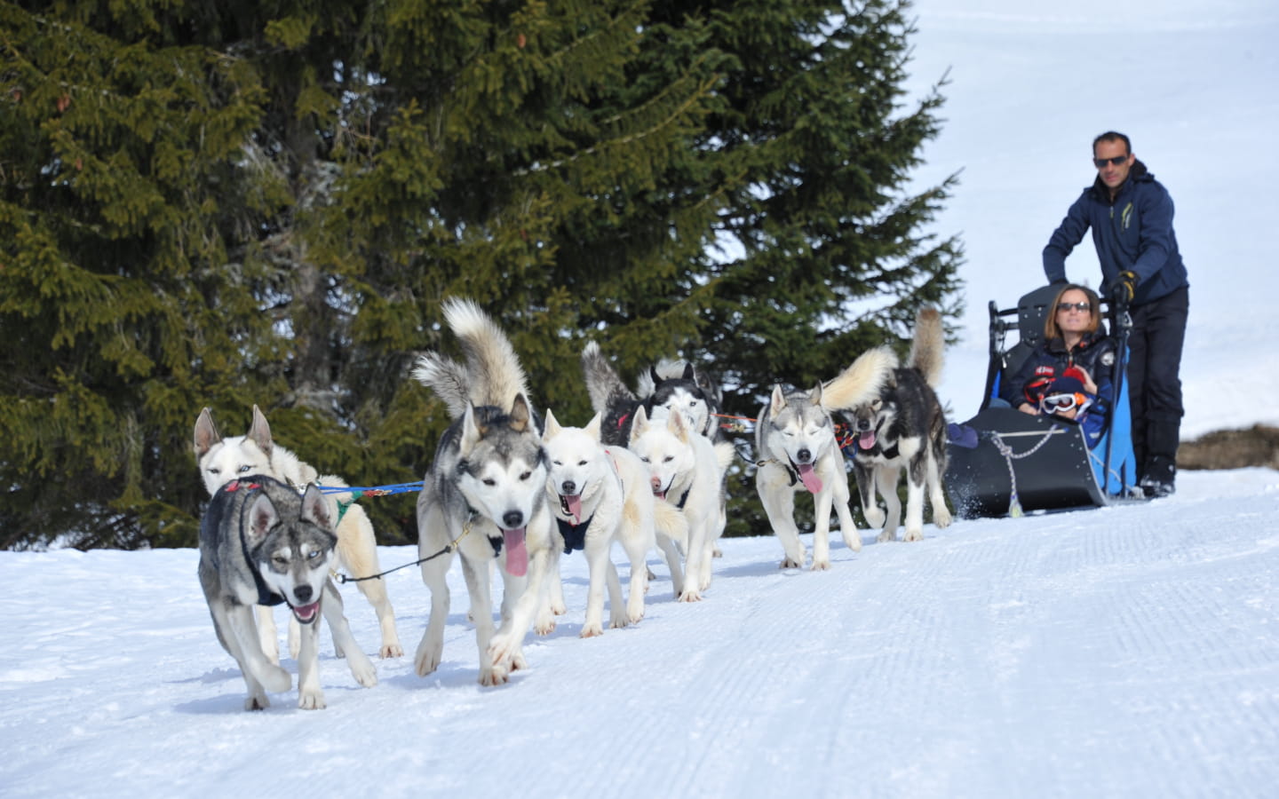 Free Sled - Chiens de traineaux