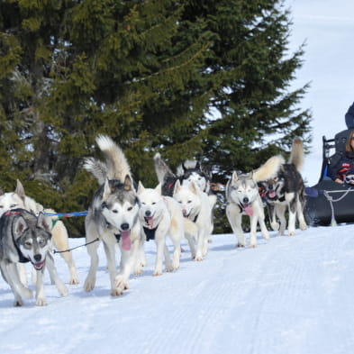 Free Sled - Traîneaux Kids