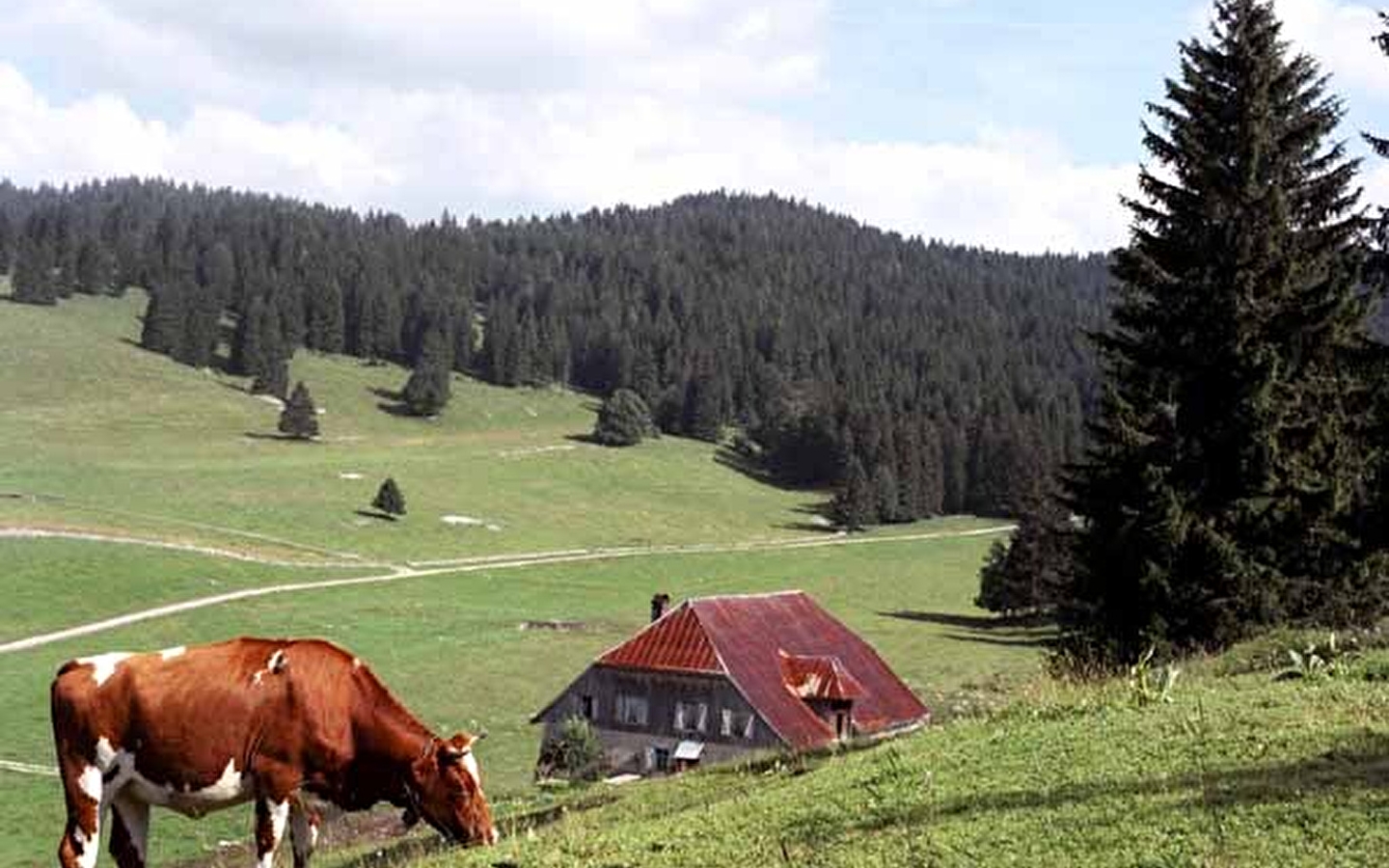 Prés-bois des Bâties