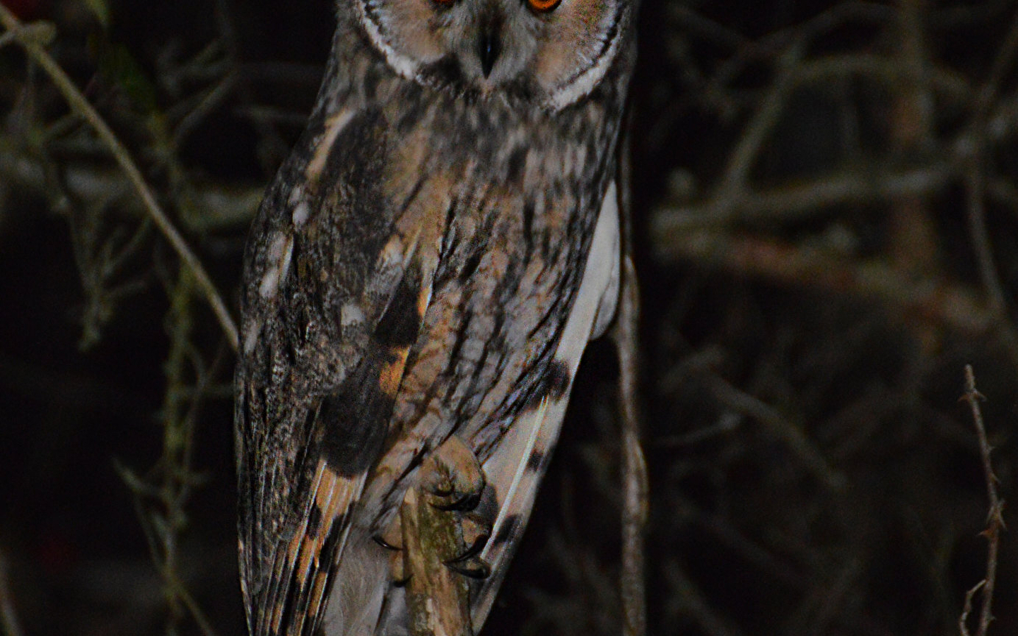 Nuit de la chouette : A la recherche des chouettes de Souclin