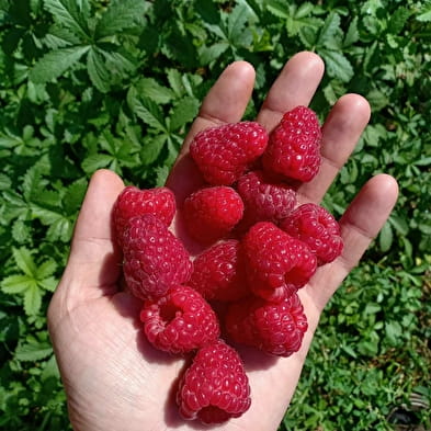 La Planche - cueillette de fruits rouges