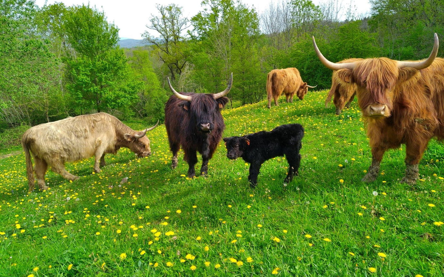 Gaec 'Ferme sur la Tour'