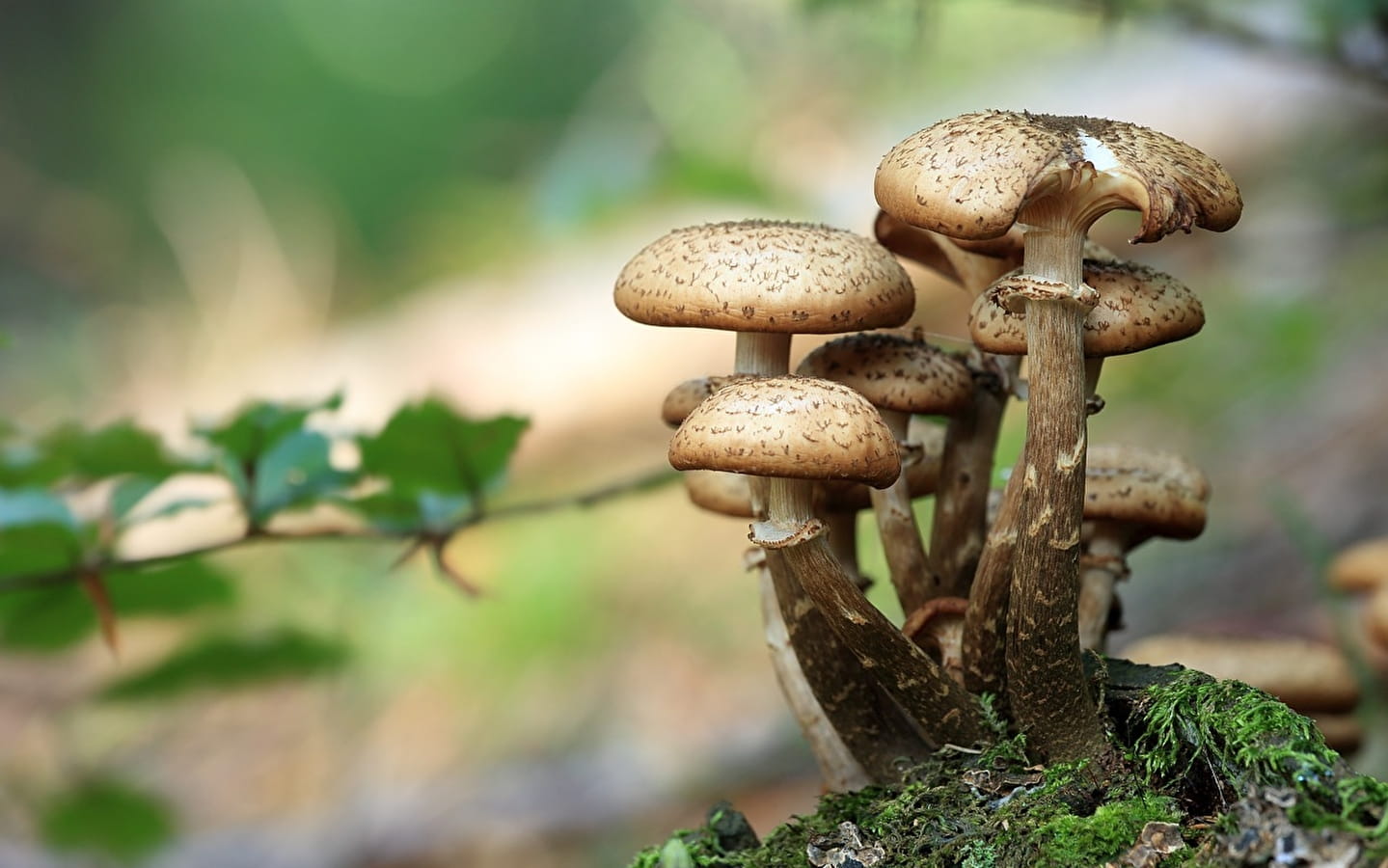 Sortie 123 nature : Les champignons