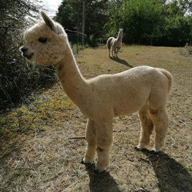 Les lamas de Johnny